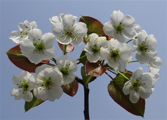  Short shoot bearing Flowers and leaves